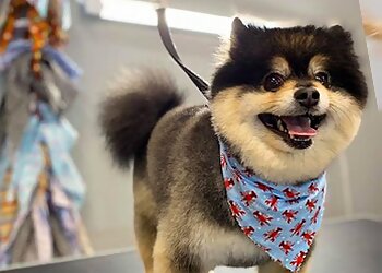 Lucy's Doggy Daycare and Spa San Antonio Pet Grooming image 1