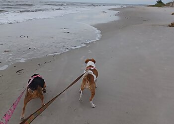 Greensboro Dog Walkers Lucy's Friends Pet Sitting, LLC