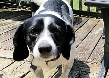 Greensboro Dog Walkers Lucy's Friends Pet Sitting, LLC