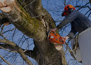 Lumberjack Tree Service Frisco Tree Services