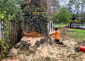 Chattanooga Tree Services Lumberjacks Tree Service