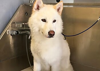 San Jose Pet Grooming Lush Spaw