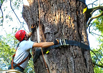 Winston Salem Tree Services Lusk Tree Service Inc.