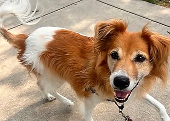 Baltimore Dog Walkers Luv My Pet