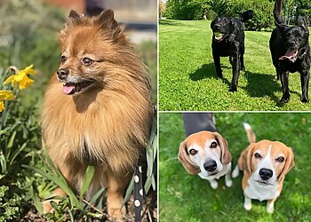 Baltimore Dog Walkers Luv My Pet