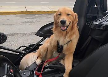 Lux Leashes - Miami, FL Dog Walkers - Service Image