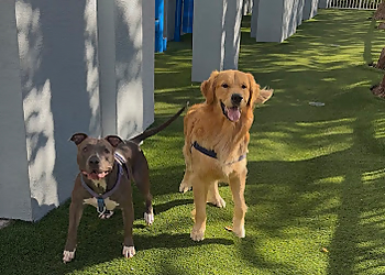 Lux Leashes Lux Leashes - Miami, FL Dog Walkers - Job Site Image