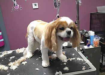 Shreveport Pet Grooming Luxury Grooming Rooming and Daycare