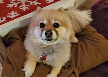 Aurora Dog Walkers Lynn's Loving Pet Care