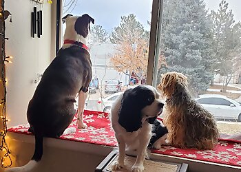 Aurora Dog Walkers Lynn's Loving Pet Care