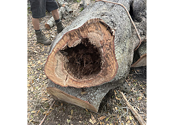 Lakeland Tree Services Lyons Family Tree Care