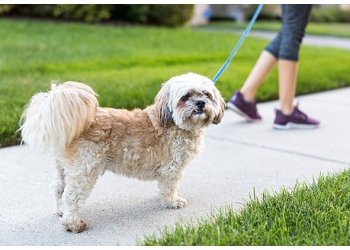 M & A Pet Services - Toledo, OH Dog Walkers - Service Image