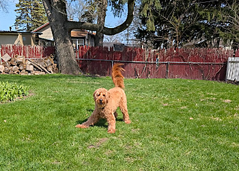 M & A Pet Services - Toledo, OH Dog Walkers - Service Highlights