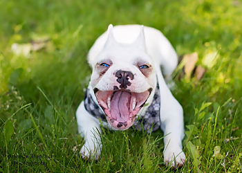 M & A Pet Services - Toledo, OH Dog Walkers - Work Image