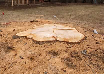 Milwaukee Tree Services M&M Tree Care