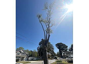 Norfolk Tree Services M&M Tree service