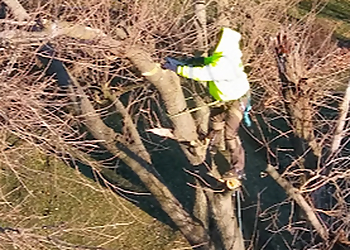 Dayton Tree Services MRB Tree Service