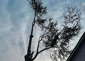 Vancouver Tree Services M&R Tree services