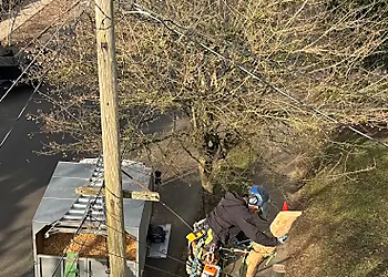 Vancouver Tree Services M&R Tree services