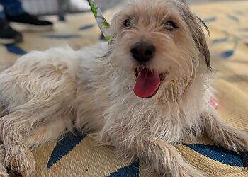 Mesa Dog Walkers Macey & Paws Pet Sitting