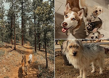 Mesa Dog Walkers Macey & Paws Pet Sitting