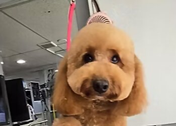 Bridgeport Pet Grooming Magic Scissors Doggie Spa