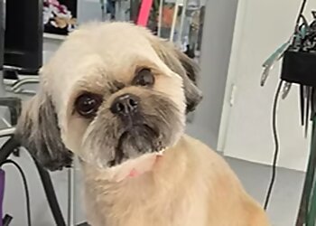 Bridgeport Pet Grooming Magic Scissors Doggie Spa