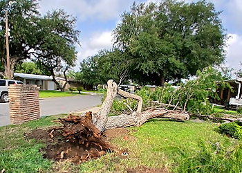 McAllen Tree Services Magic Touch Lawn, Palm & Tree Services