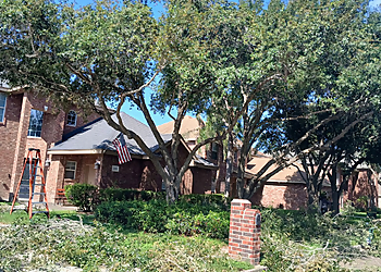 McAllen Tree Services Magic Touch Lawn, Palm & Tree Services