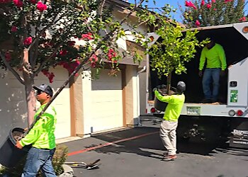 San Jose Tree Services Majestic Tree Service