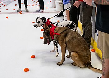 Broken Arrow Dog Training Make Your Dog Epic