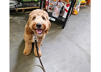 Make Your Dog Epic - Salt Lake City, UT Dog Training
