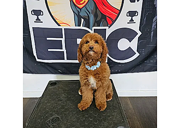 Make Your Dog Epic - Salt Lake City, UT Dog Training