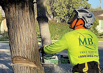 Fresno Tree Services Maldonado Brothers Tree Service