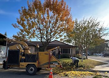Fresno Tree Services Maldonado Brothers Tree Service
