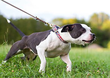 Charlotte Dog Training Mango Dogs Carolinas