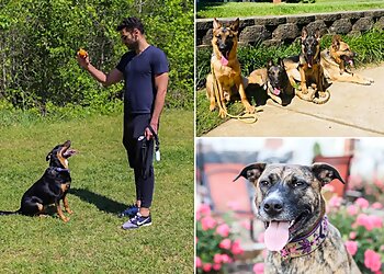 Charlotte Dog Training Mango Dogs Carolinas