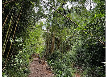Honolulu Hiking Trails Manoa Falls Trail