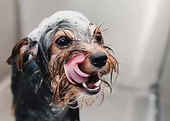 Carrollton Pet Grooming Man's Best Friend