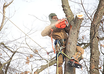Ontario Tree Services Maple Tree Service