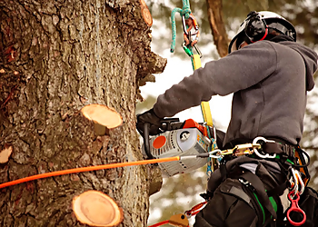 Ontario Tree Services Maple Tree Service