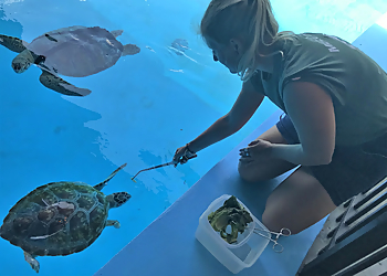 Hollywood Landmarks Marine Environmental Education Center at the Carpenter House