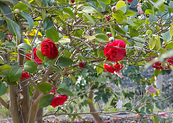 Concord Places To See Markham Nature Park and Arboretum