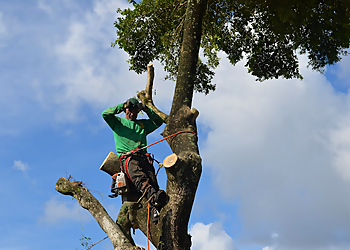 Hollywood Tree Services Marshall's Tree Service & Landscaping