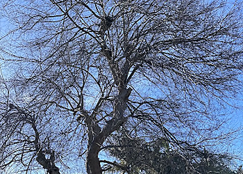 Moreno Valley Tree Services Marts Tree Service