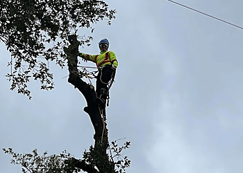 Moreno Valley Tree Services Marts Tree Service