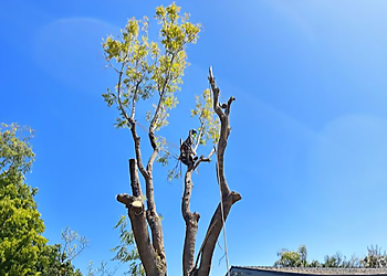 Marts Tree Service Moreno Valley Tree Services image 1