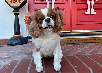 Thousand Oaks Pet Grooming Mary's Pet Salon