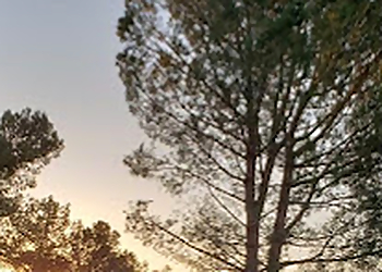 Victorville Tree Services Mason's Treescape