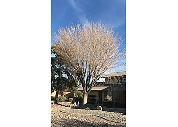 Victorville Tree Services Mason's Treescape